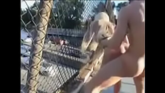 Public Outdoor Blowjob And Pussy Fucking